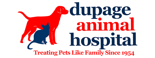 Veterinarian Near Me - Contact Us | DuPage Animal Hospital